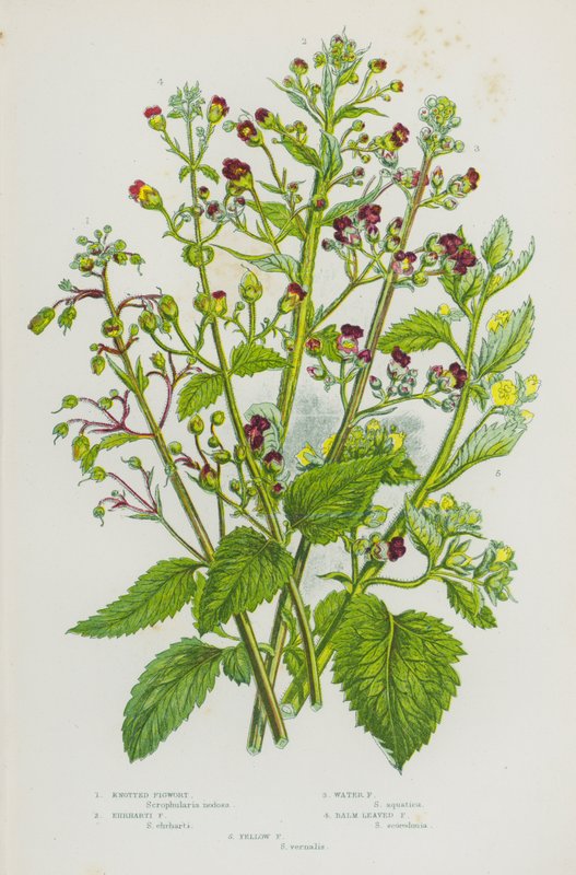 Blühende Pflanzen Großbritanniens: Knotige Braunwurz, Ehrharti-Braunwurz, Wasser-Braunwurz, Melissenblättrige Braunwurz, Gelbe Braunwurz von English School