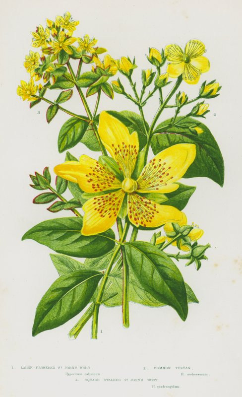 Piante da fiore della Gran Bretagna: Large-Flowered St John