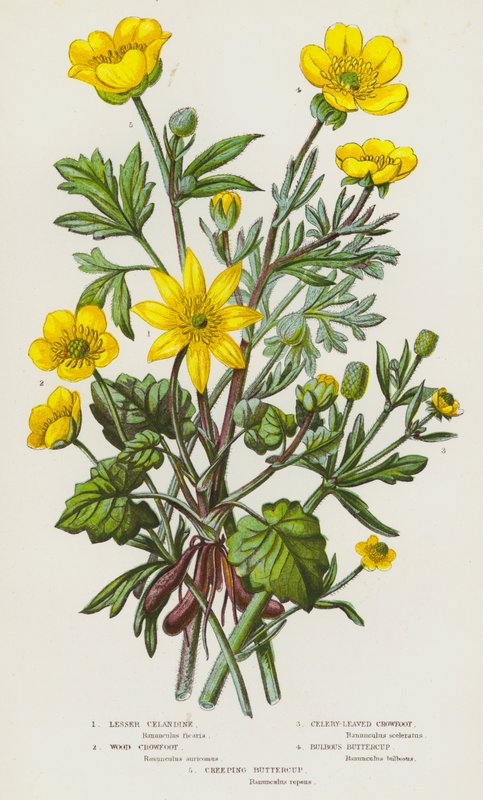 Piante Fiorite della Gran Bretagna: Ranuncolo Minore, Ranuncolo di Bosco, Ranuncolo a Foglie di Sedano, Ranuncolo Bulboso, Ranuncolo Strisciante da English School