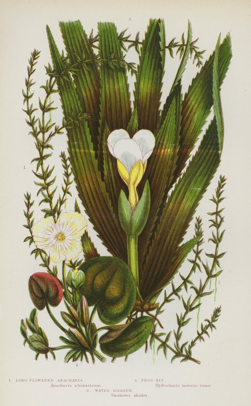 Blühende Pflanzen Großbritanniens: Langblütige Anacharis, Froschbiss, Wassersoldat (Farblithografie) von English School