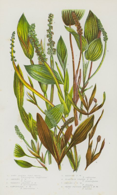 Piante da fiore della Gran Bretagna: Potamogeton a foglie lunghe, Potamogeton lucido, Potamogeton a foglie varie, Potamogeton lanceolato, Potamogeton rossastro, Potamogeton a foglie di piantaggine, Potamogeton a foglie oblunghe, Potamogeton a frutti acuti da English School