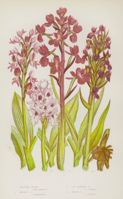 Piante Fiorite della Gran Bretagna: Orchidea Militare, Orchidea Scimmia, Orchidea a Fiori Lassi, Orchidea di Palude da English School