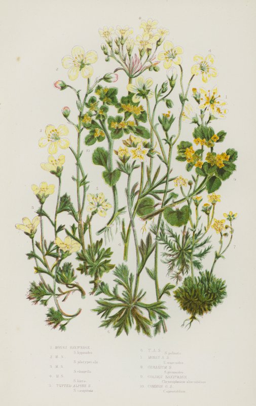 Piante da fiore della Gran Bretagna: Sassifraga muscosa, Sassifraga alpina a ciuffo, Sassifraga geranio, Sassifraga dorata, Sassifraga dorata comune da English School