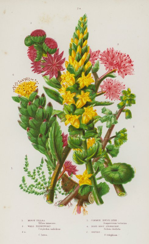 Piante da fiore della Gran Bretagna: Tillaea muscosa, Umbilicus rupestris, Umbilicus rupestris, Sempervivum tectorum, Sedum roseum, Sedum telephium da English School