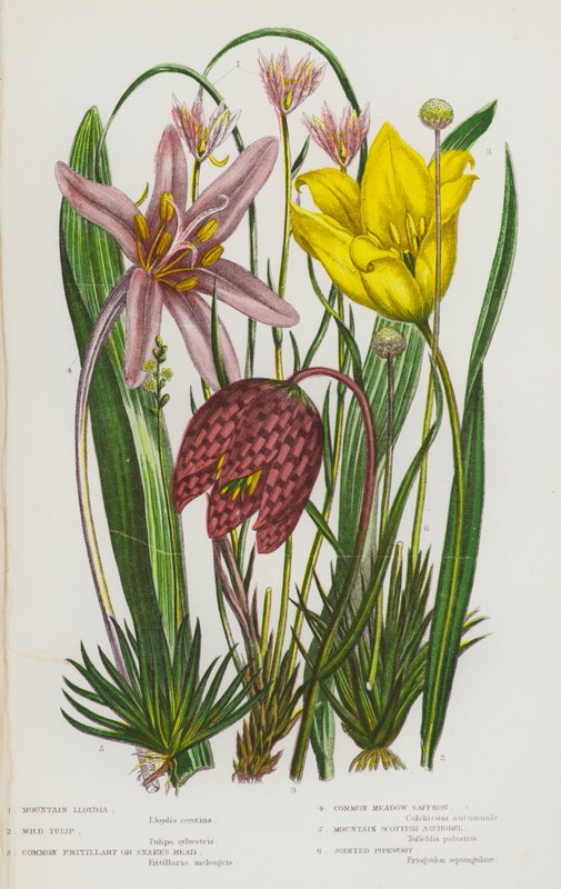 Piante da fiore della Gran Bretagna: Lloydia delle montagne, Tulipano selvatico, Fritillaria comune o Testa di serpente, Zafferano dei prati comune, Asfodelo scozzese di montagna, Eriocaulon settangolare da English School