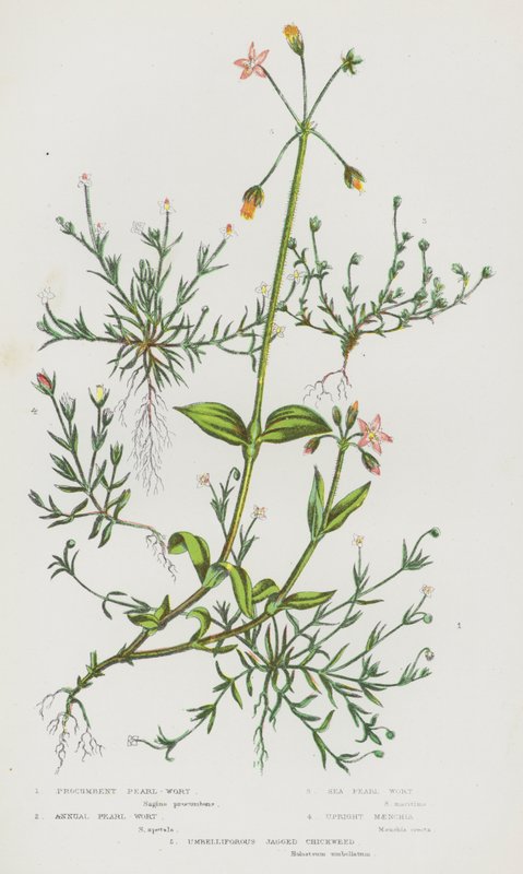 Blühende Pflanzen Großbritanniens: Niederliegendes Perlgras, Einjähriges Perlgras, See-Perlgras, Aufrechte Maenchia, Doldenblütiges Zackensternkraut von English School