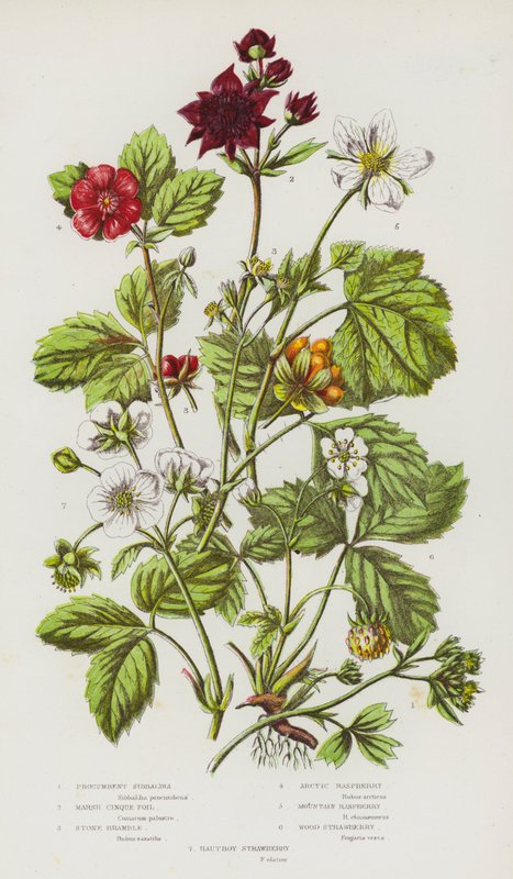 Piante da fiore della Gran Bretagna: Sibbaldia prostrata, Cinquefoglia palustre, Rovo di pietra, Lampone artico, Lampone di montagna, Fragola di bosco, Fragola Hautboy da English School