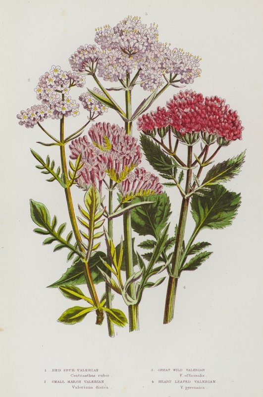Piante fiorite della Gran Bretagna: Valeriana rossa, Piccola valeriana di palude, Grande valeriana selvatica, Valeriana a foglia di cuore (litografia a colori) da English School