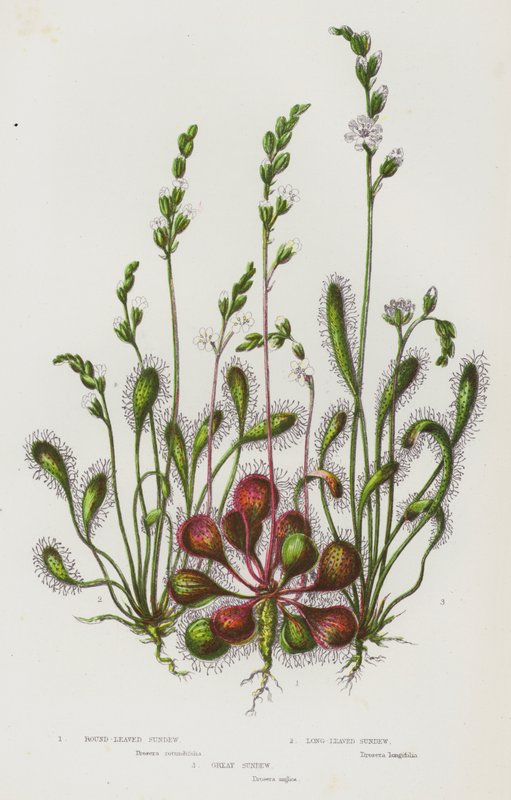 Piante Fiorite della Gran Bretagna: Drosera a Foglie Rotonde, Drosera a Foglie Lunghe, Grande Drosera da English School