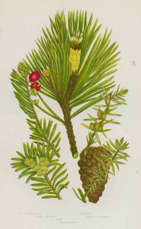 Piante da fiore della Gran Bretagna: Pino scozzese, Ginepro, Tasso da English School
