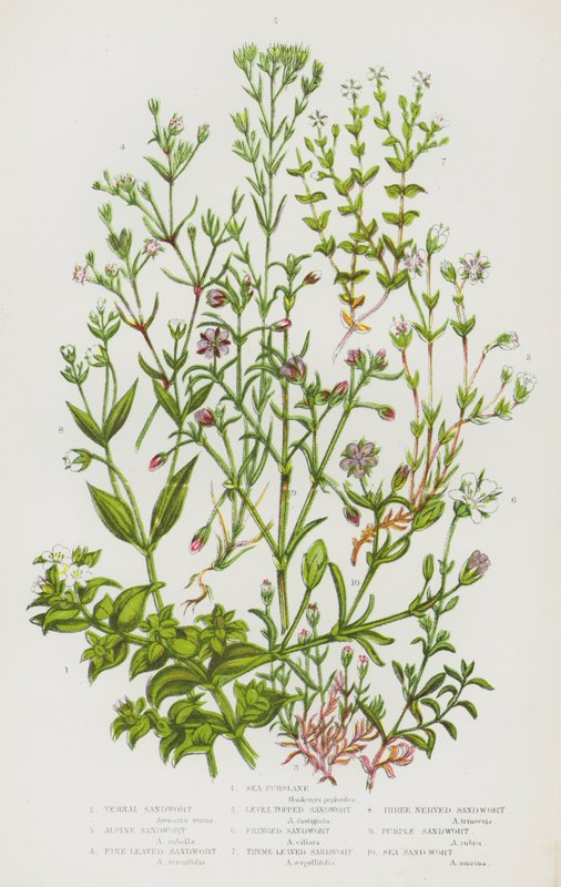 Piante Fiorite della Gran Bretagna: Salicornia, Arenaria Vernale, Arenaria Alpina, Arenaria a Foglie Sottili, Arenaria a Cima Piatta, Arenaria Frangiata, Arenaria a Foglie di Timo, Arenaria a Tre Nervi, Arenaria Viola, Arenaria Marina da English School