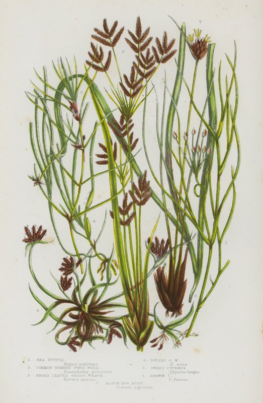 Piante da fiore della Gran Bretagna: Ruppia marittima, Erba corna comune, Zostera a foglie larghe, Zostera nana, Cipero dolce, Cipero bruno, Giunco nero delle torbiere da English School