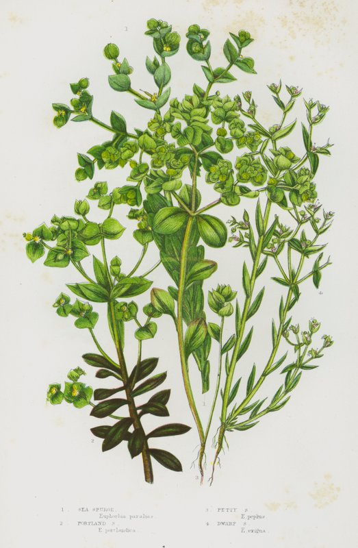 Piante da fiore della Gran Bretagna: Euforbia marittima, Euforbia di Portland, Euforbia minuta, Euforbia nana da English School