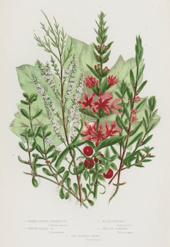 Piante da fiore della Gran Bretagna: Salcerella a spiga, Salcerella a foglie di issopo, Porcellana d