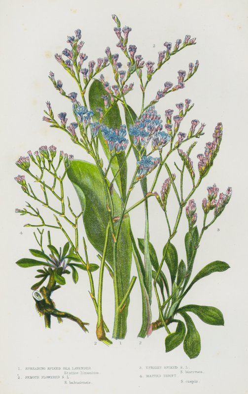 Piante da fiore della Gran Bretagna: Spreading Spiked Sea Lavender, Remote Flowered Sea Lavender, Upright Spiked Sea Lavender, Matted Thrift da English School