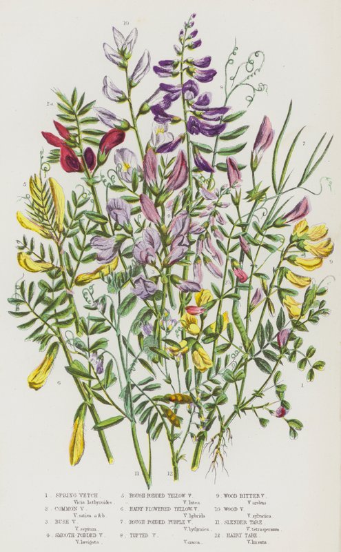 Piante da fiore della Gran Bretagna: Spring Vetch, Common Vetch, Bush Vetch, Smooth-Podded Vetch, Rough-Podded Yellow Vetch, Hairy-Flowered Yellow Vetch, Rough-Podded Purple Vetch, Tufted Vetch, Wood Bitter Vetch, Wood Vetch, Slender Tare, Hairy Tare da English School