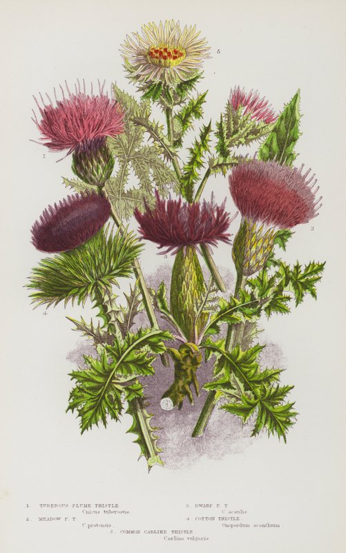 Piante Fiorite della Gran Bretagna: Cardo Pennato Tuberoso, Cardo Pennato di Prato, Cardo Pennato Nano, Cardo di Cotone, Cardo Carline Comune da English School