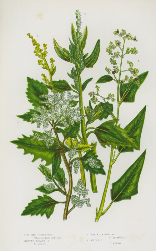 Piante da fiore della Gran Bretagna: Chenopodium album, Chenopodium hybridum, Chenopodium polyspermum, Chenopodium murale da English School