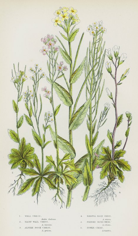 Piante da fiore della Gran Bretagna: Arabide murale, Arabide pelosa, Arabide alpina, Arabide di Bristol, Arabide frangiata, Arabide delle torri da English School