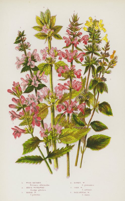 Piante da fiore della Gran Bretagna: Betonica dei boschi, Stachys sylvatica, Stachys palustre, Stachys lanuginosa, Stachys arvensis, Stachys annua pallida da English School