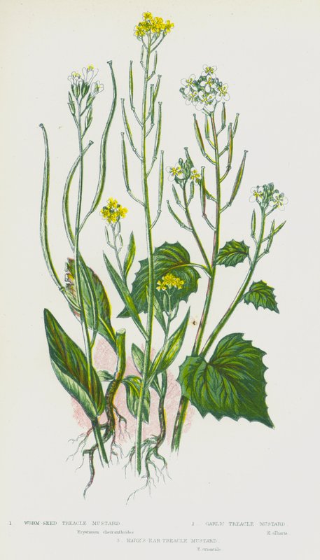 Piante da fiore della Gran Bretagna: Erysimum cheiranthoides, Erysimum cheiranthoides, Erysimum cheiranthoides da English School