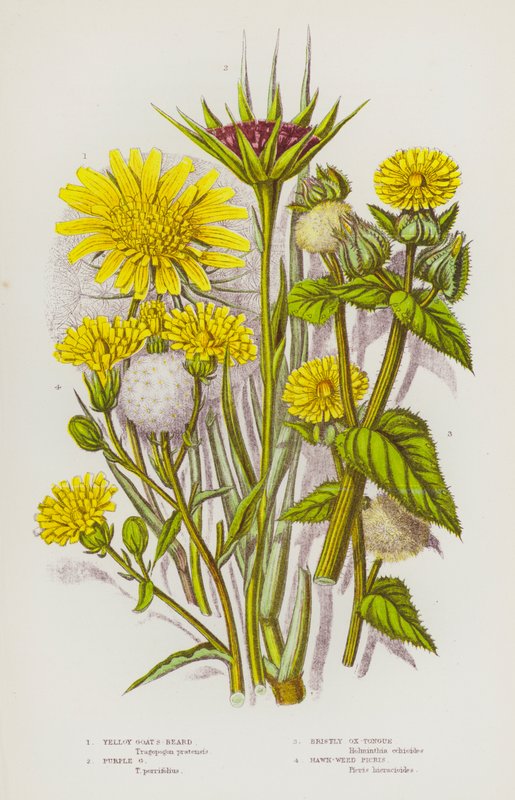 Piante Fiorite della Gran Bretagna: Barba di Capra Gialla, Barba di Capra Viola, Lingua di Bue Setolosa, Picris di Falco da English School