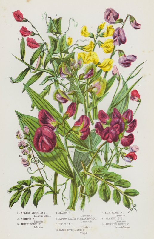 Piante da fiore della Gran Bretagna: Veccia gialla, Veccia cremisi, Veccia a baccello ruvido, Veccia dei prati, Veccia perenne a foglie strette, Veccia perenne a foglie larghe, Veccia amara nera, Veccia palustre blu, Veccia perenne marittima, Veccia tubero da English School