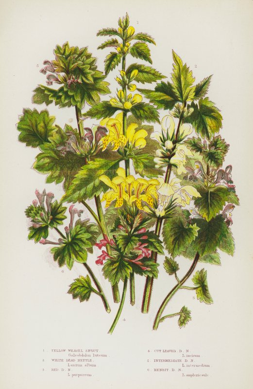 Piante Fiorite della Gran Bretagna: Bocca di Leone Gialla, Ortica Bianca, Ortica Rossa, Ortica a Foglie Incise, Ortica Intermedia, Ortica di Gallina da English School