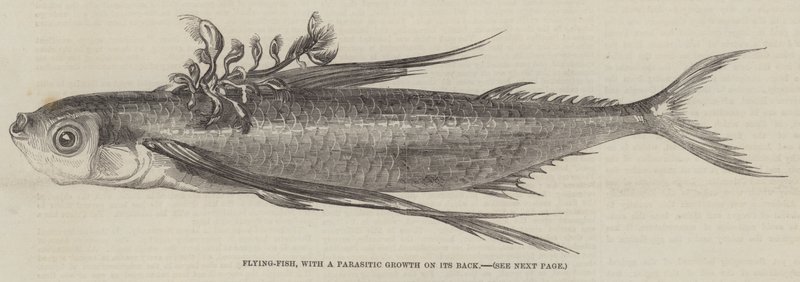Pesce volante, con una crescita parassitaria sulla schiena (incisione) da English School