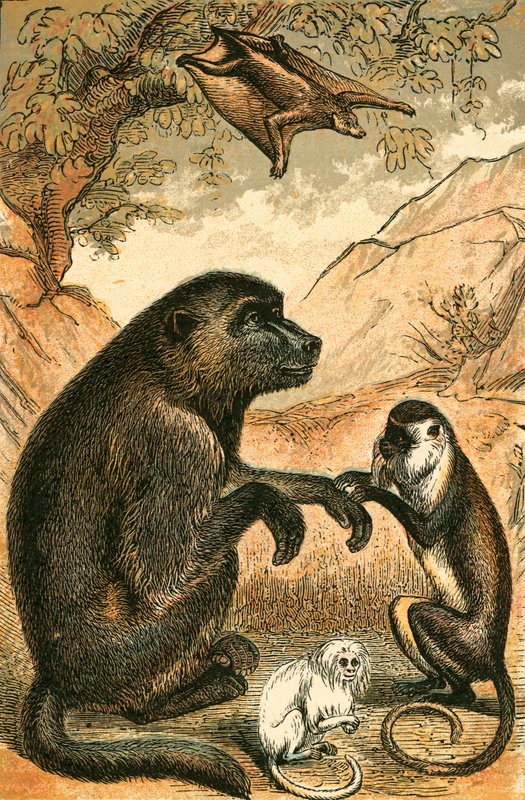 Lemure volante, babbuino, scimmia Diana e marmoset da English School
