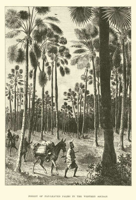 Foresta di Palme a ventaglio nel Sudan Occidentale da English School