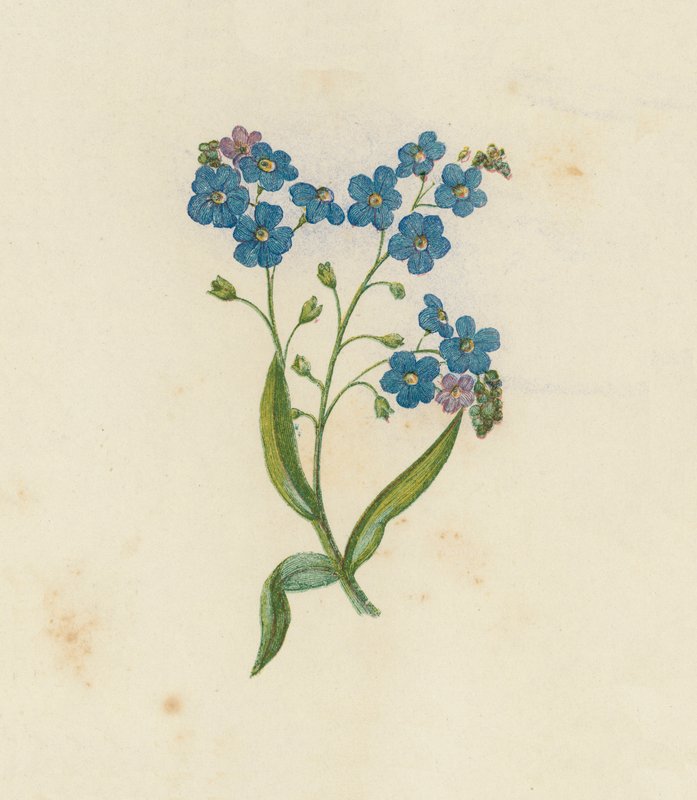 Non ti scordar di me, Myosotis Palustris da English School
