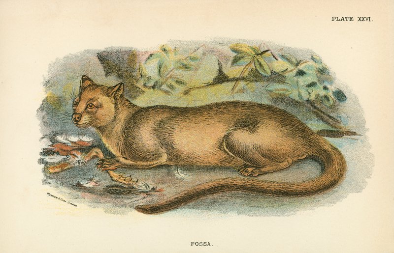 Fossa da English School
