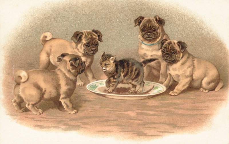 Quattro cani carlini seduti intorno a un gattino su un piatto da English School