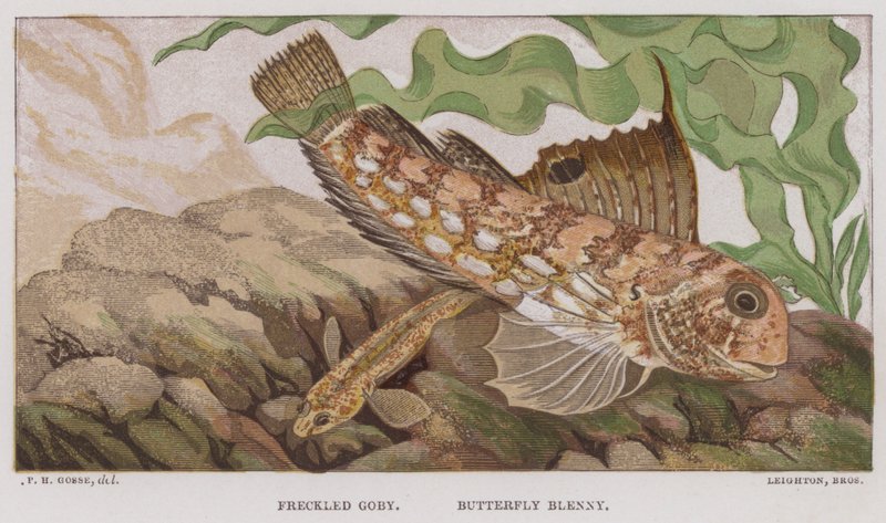 Gobide maculato, Blennio farfalla da English School