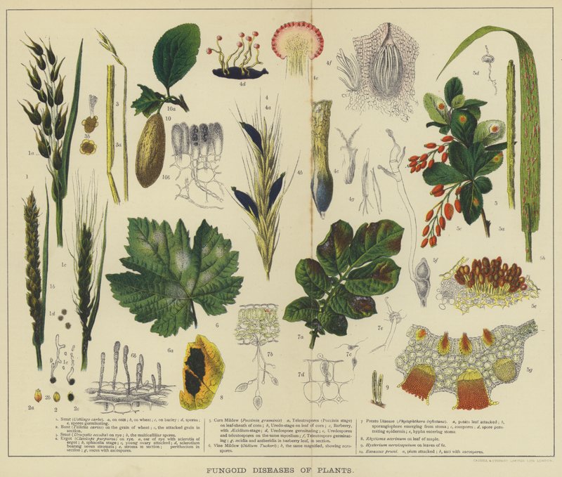 Malattie fungine delle piante (litografia a colori) da English School