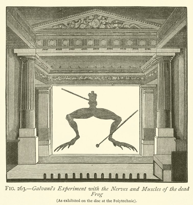 Esperimento di Galvani con i nervi e i muscoli della rana morta da English School
