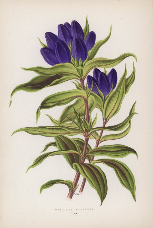 Gentiana Andrewsii (litografia a colori) da English School