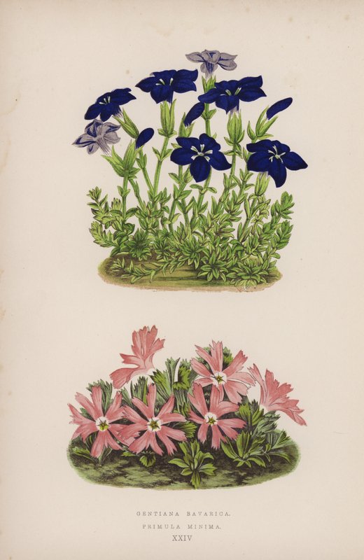 Gentiana Bavarica; Primula Minima (litografia a colori) da English School