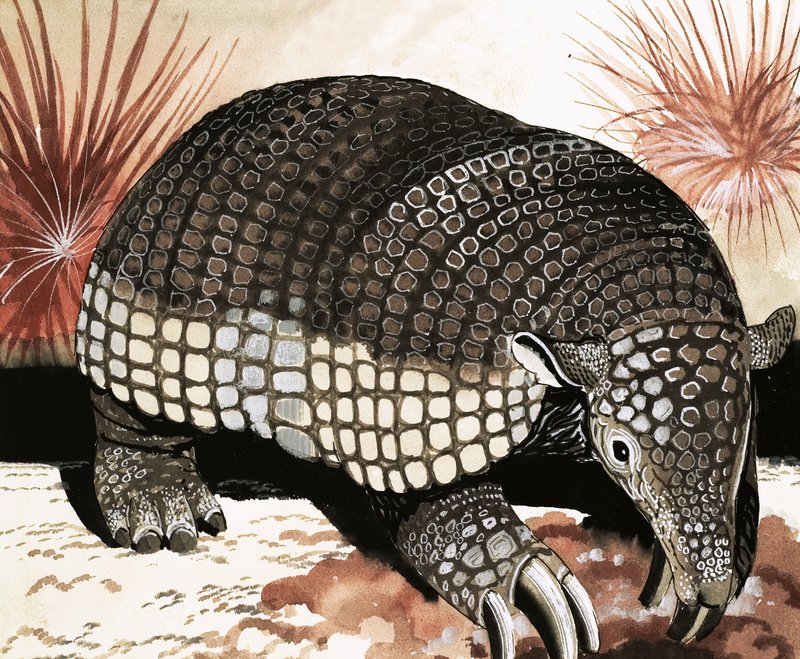Armadillo gigante da English School