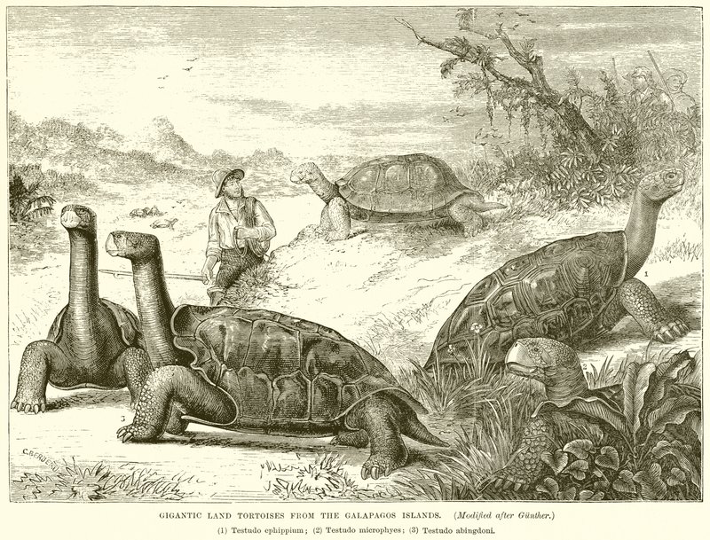 Gigantesche tartarughe terrestri delle isole Galapagos da English School