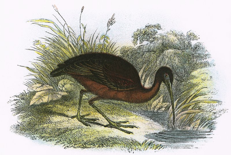 Ibis lucido da English School