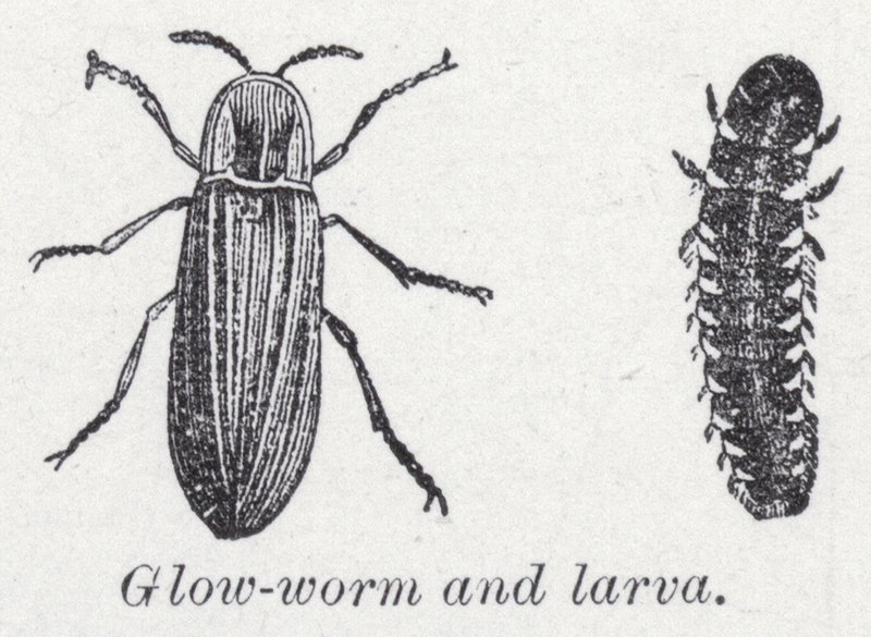 Lucciola e larva da English School