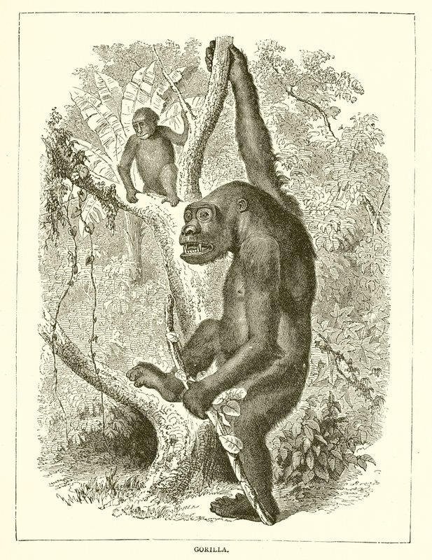 Gorilla da English School