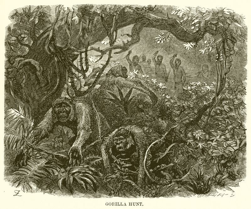 Caccia al gorilla da English School
