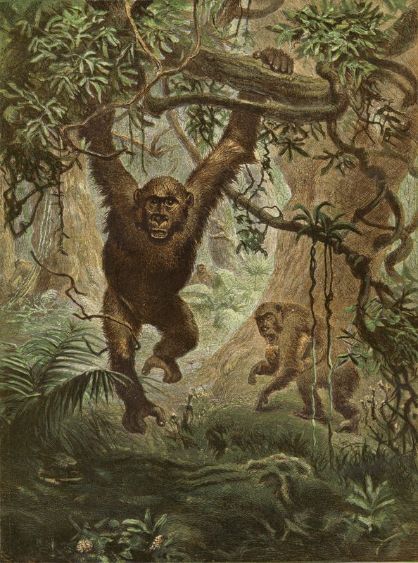 Gorilla a casa da English School