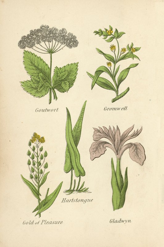 Erba di San Pietro, Gromwell, Lingua di cervo, Oro di piacere, Giaggiolo da English School