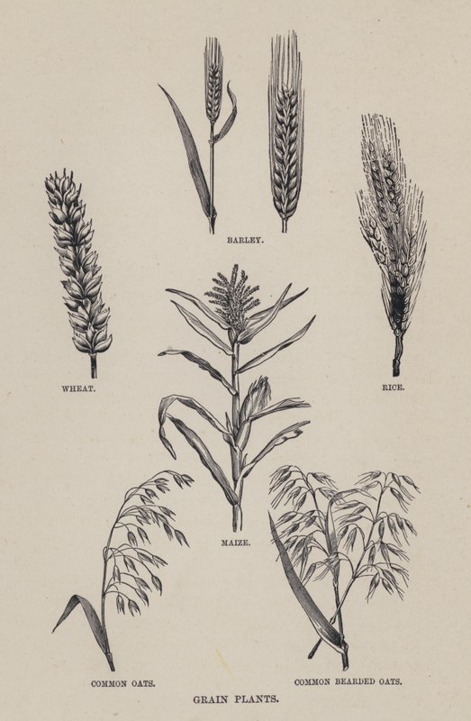 Piante di grano da English School