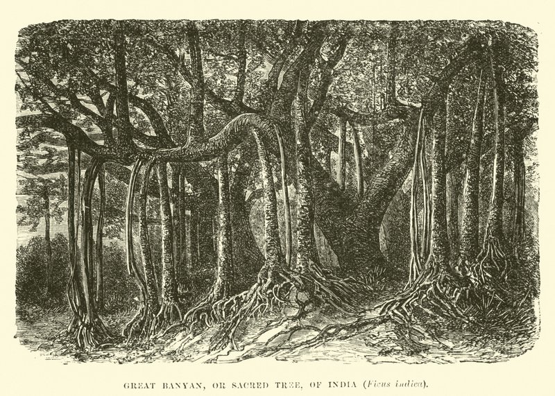 Grande Banyan, o albero sacro, dell