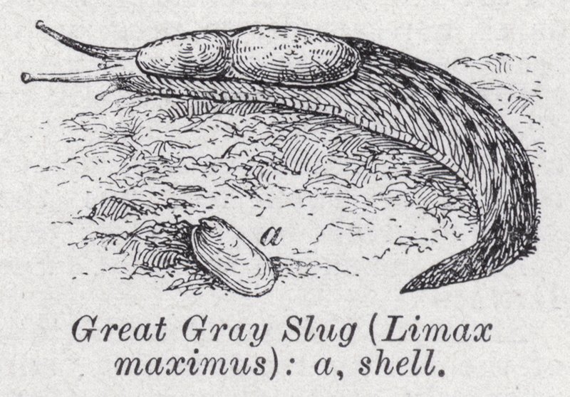 Grande lumaca grigia, Limax maximus da English School